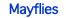 Mayflies